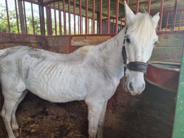 PRE Mestizo Caballo castrado 21 años 158 cm Tordo in santa perpetua