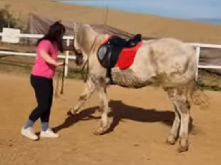 PRE Mestizo Caballo castrado 21 años 158 cm Tordo in santa perpetua