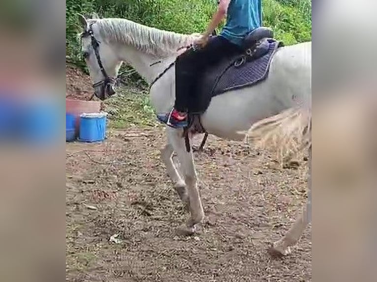 PRE Mestizo Caballo castrado 21 años 158 cm Tordo in santa perpetua