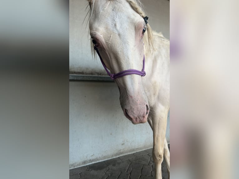 PRE Mestizo Caballo castrado 2 años 144 cm Palomino in Zevenbergen