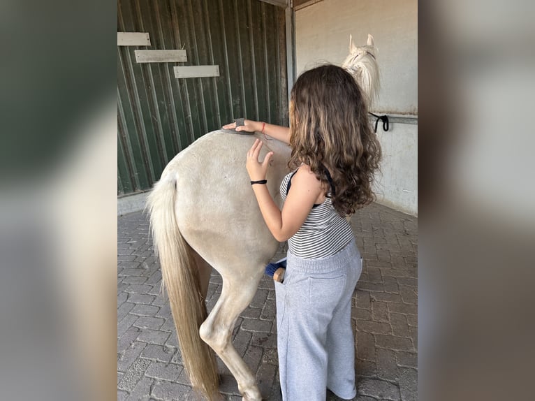 PRE Mestizo Caballo castrado 2 años 144 cm Palomino in Zevenbergen