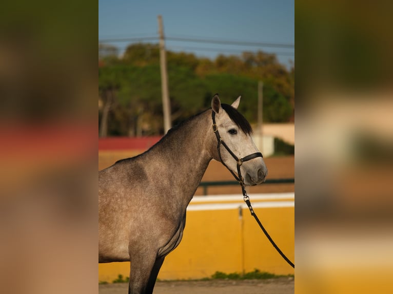 PRE Mestizo Caballo castrado 2 años 151 cm Tordo ruano in Hamburg