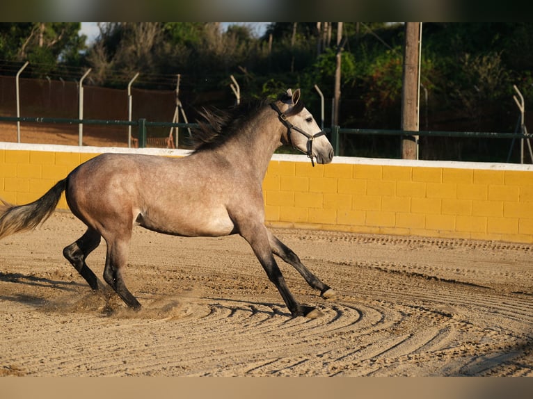 PRE Mestizo Caballo castrado 2 años 151 cm Tordo ruano in Hamburg