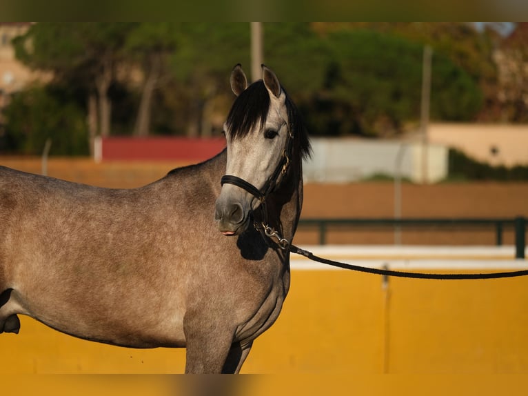 PRE Mestizo Caballo castrado 2 años 151 cm Tordo ruano in Hamburg