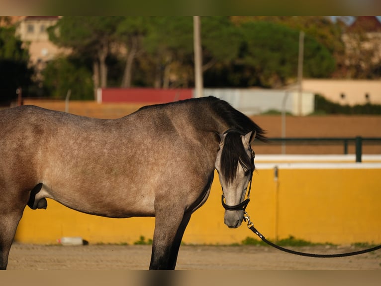 PRE Mestizo Caballo castrado 2 años 151 cm Tordo ruano in Hamburg