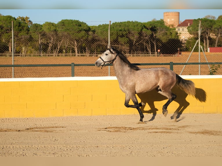 PRE Mestizo Caballo castrado 2 años 151 cm Tordo ruano in Hamburg