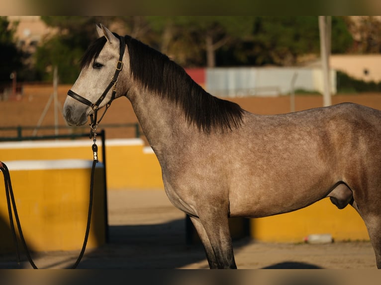 PRE Mestizo Caballo castrado 2 años 151 cm Tordo ruano in Hamburg