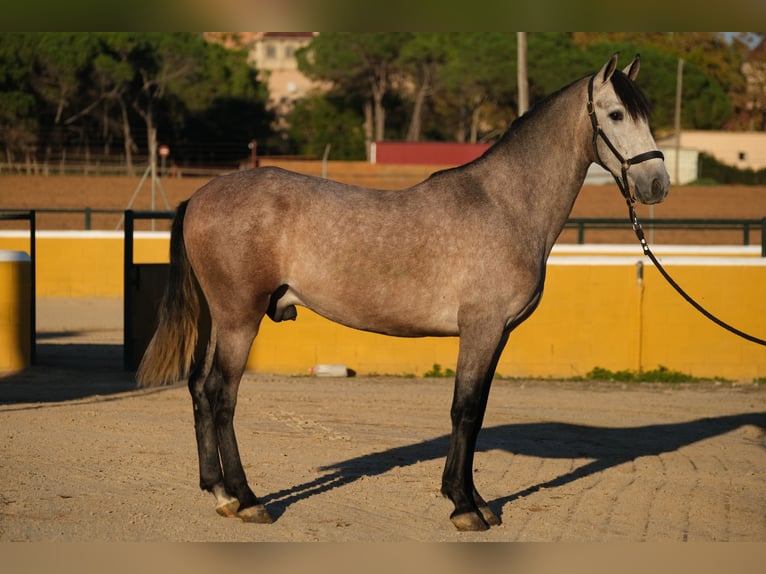 PRE Mestizo Caballo castrado 2 años 151 cm Tordo ruano in Hamburg