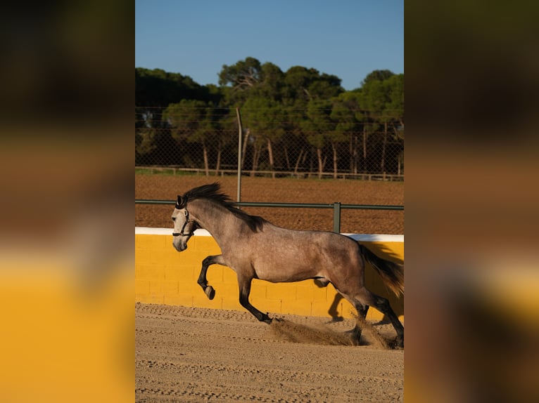 PRE Mestizo Caballo castrado 2 años 151 cm Tordo ruano in Hamburg