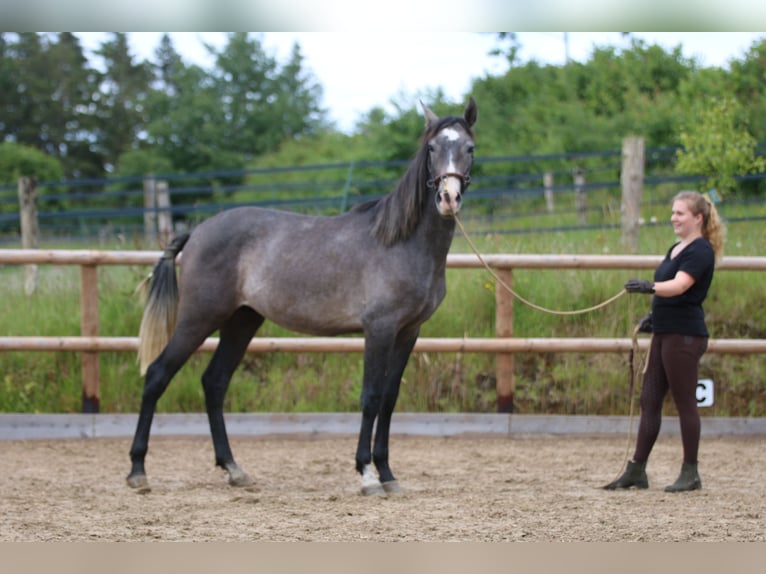 PRE Caballo castrado 2 años 155 cm Tordo in Postfeld