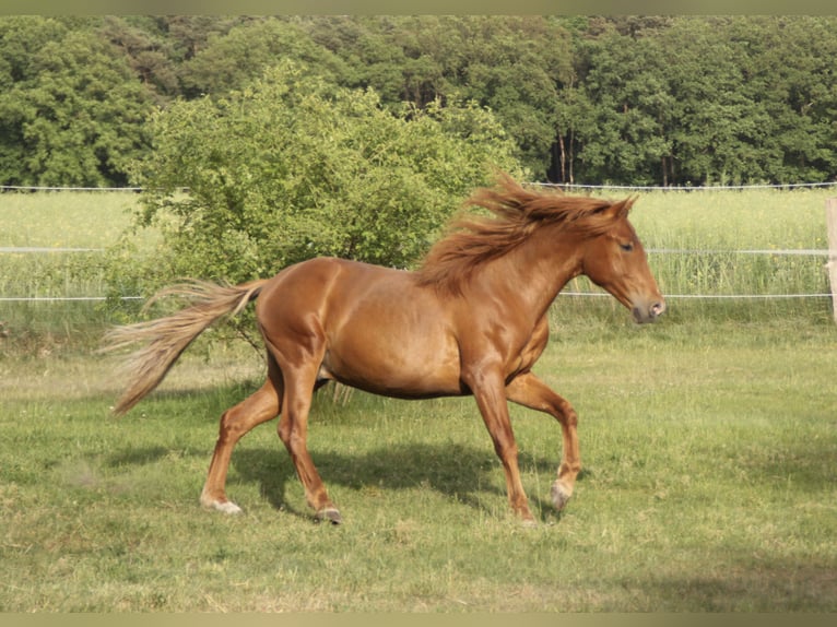PRE Caballo castrado 2 años 157 cm Alazán in Steyerberg