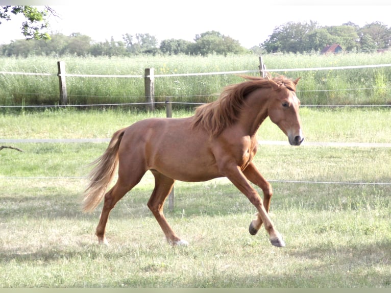 PRE Caballo castrado 2 años 157 cm Alazán in Steyerberg