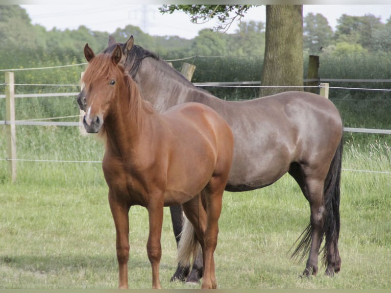 PRE Caballo castrado 2 años 157 cm Alazán in Steyerberg