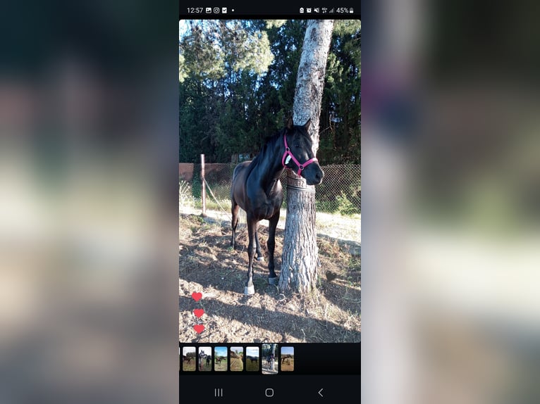 PRE Mestizo Caballo castrado 2 años 158 cm Negro in Movera
