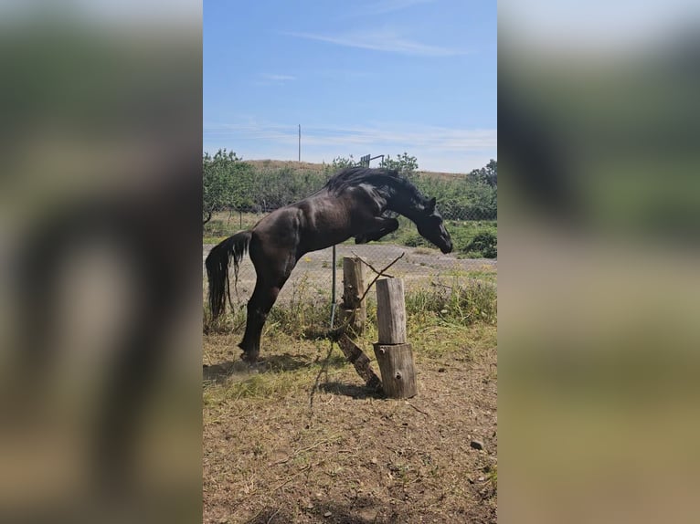 PRE Mestizo Caballo castrado 2 años 158 cm Negro in Movera
