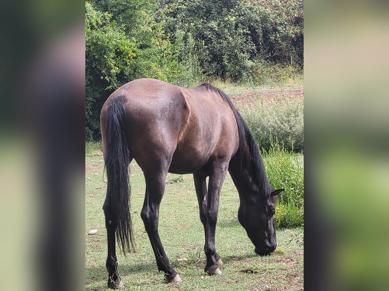 PRE Mestizo Caballo castrado 2 años 158 cm Negro in Movera PRE Mestizo Caballo castrado 2 años 158 cm Negro in Movera