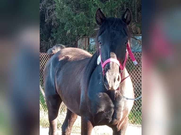PRE Mestizo Caballo castrado 2 años 158 cm Negro in Movera