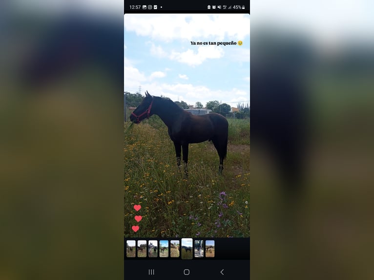 PRE Mestizo Caballo castrado 2 años 158 cm Negro in Movera
