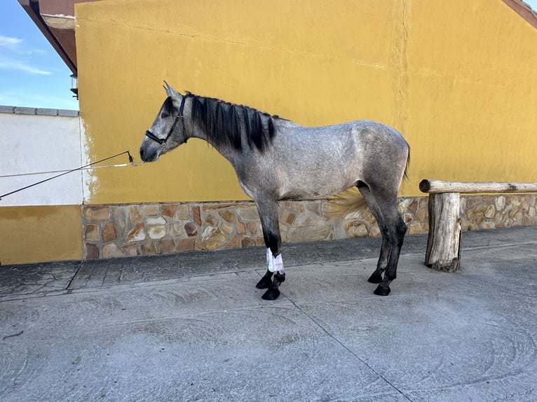 PRE Mestizo Caballo castrado 2 años 158 cm Tordo in Valderrubio