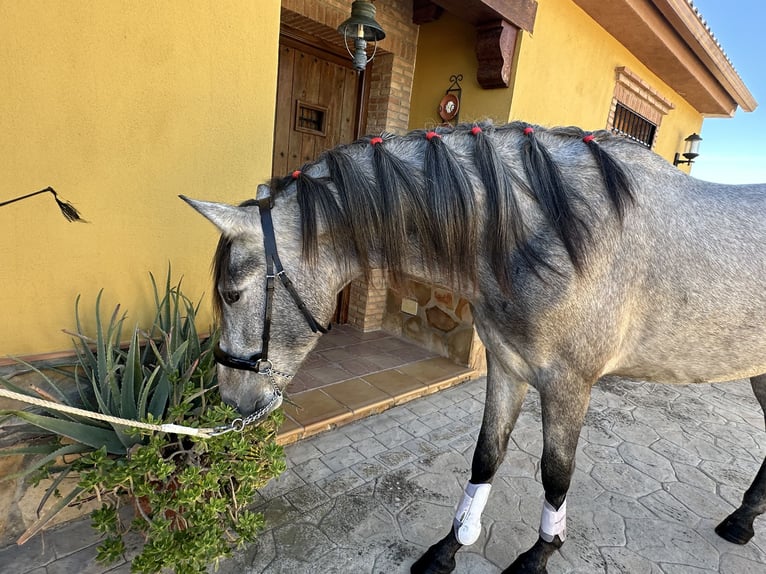 PRE Mestizo Caballo castrado 2 años 158 cm Tordo in Valderrubio