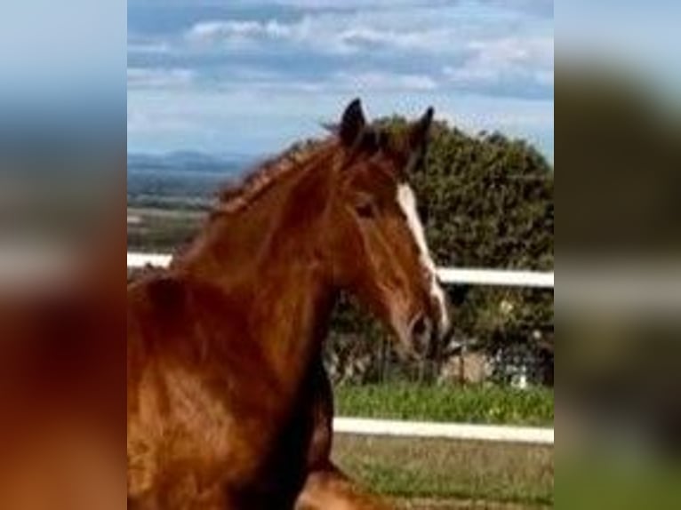 PRE Mestizo Caballo castrado 2 años 159 cm Alazán in Navalvillar De Pela