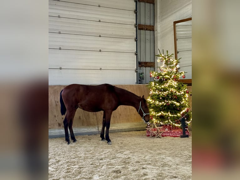 PRE Mestizo Caballo castrado 2 años 160 cm Castaño in WarendorfWarendorf