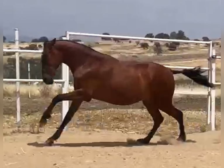 PRE Caballo castrado 2 años 160 cm Castaño claro in Navalvillar De Pela