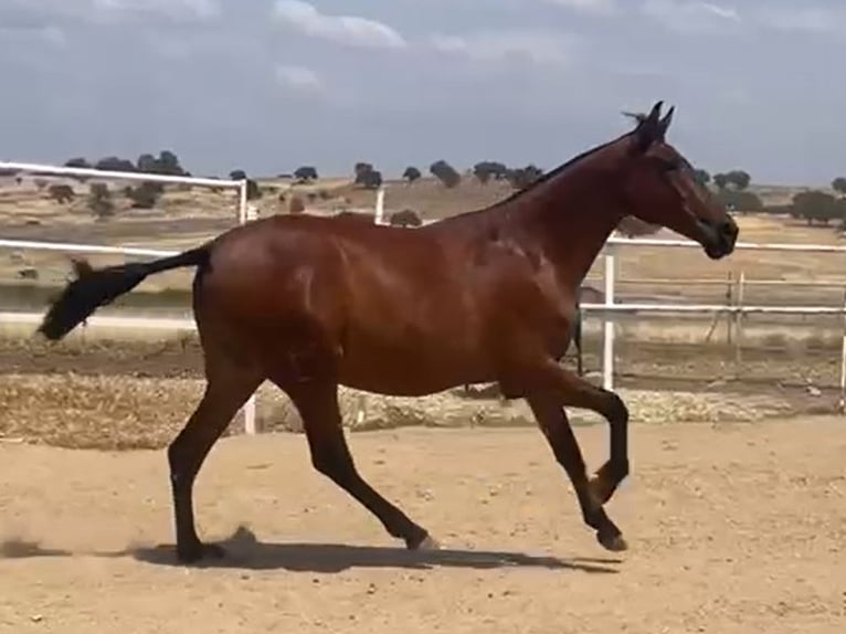 PRE Caballo castrado 2 años 160 cm Castaño claro in Navalvillar De Pela