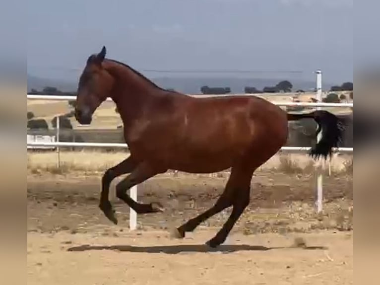 PRE Caballo castrado 2 años 160 cm Castaño claro in Navalvillar De Pela
