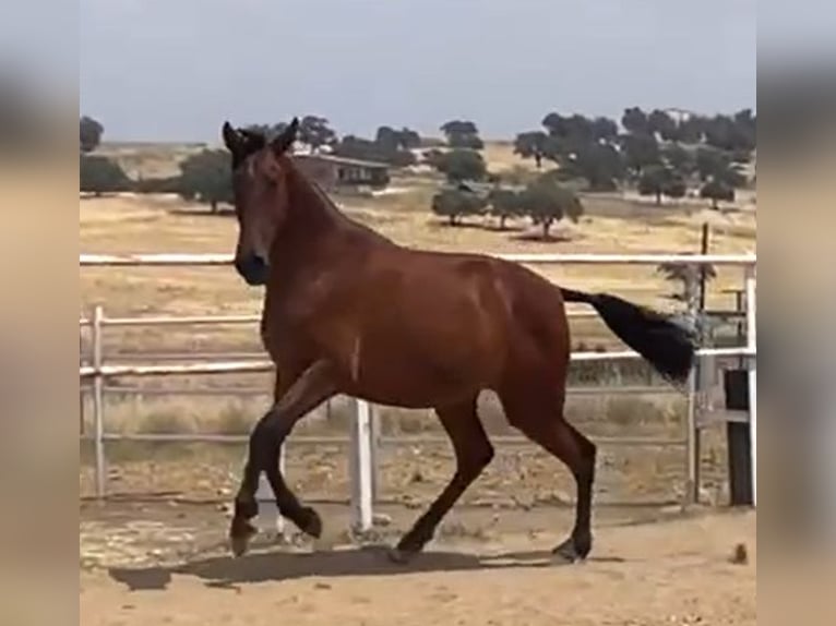 PRE Caballo castrado 2 años 160 cm Castaño claro in Navalvillar De Pela