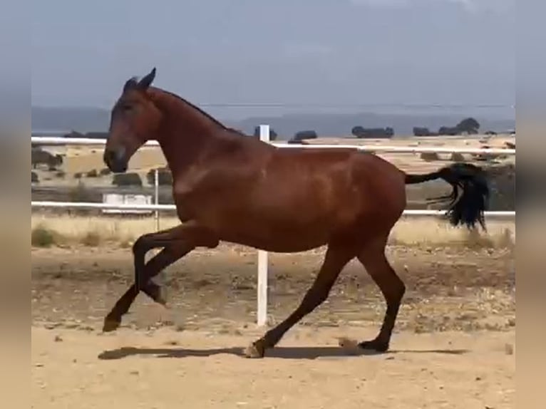 PRE Caballo castrado 2 años 160 cm Castaño claro in Navalvillar De Pela