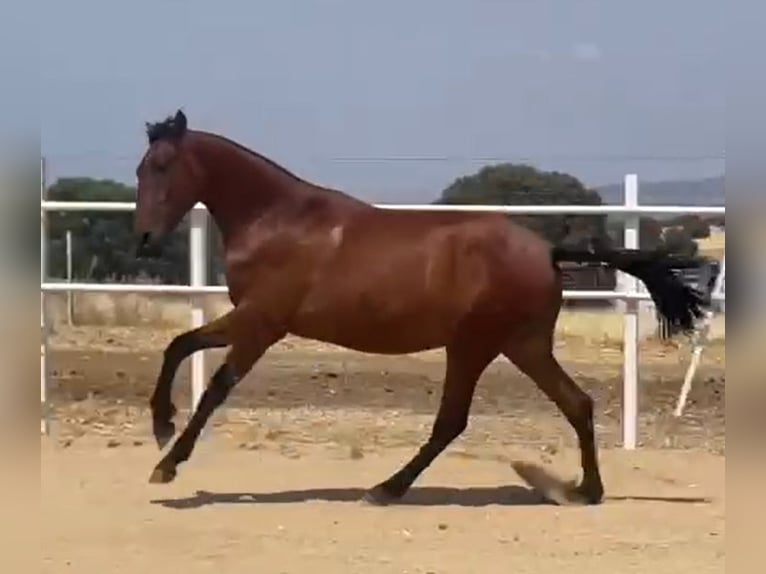 PRE Caballo castrado 2 años 160 cm Castaño claro in Navalvillar De Pela