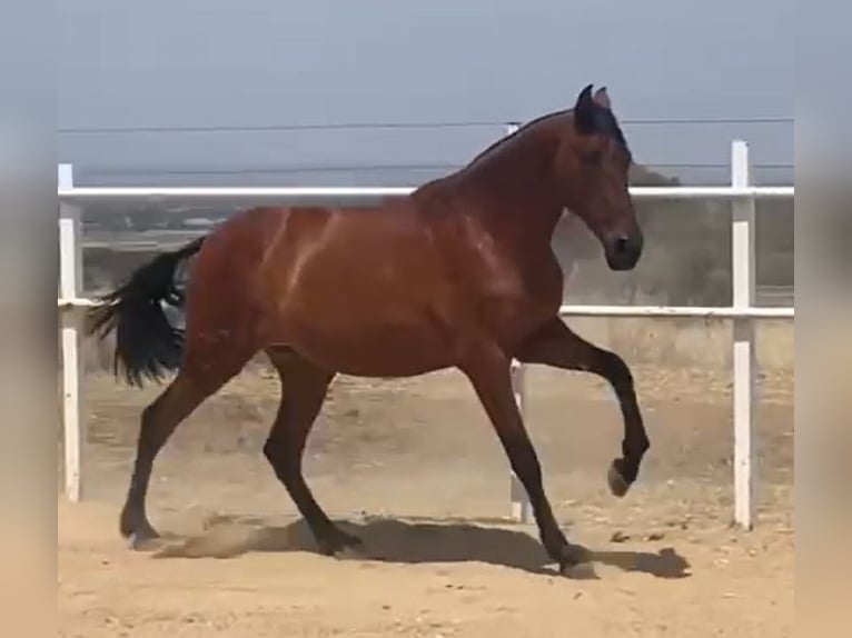 PRE Caballo castrado 2 años 160 cm Castaño claro in Navalvillar De Pela
