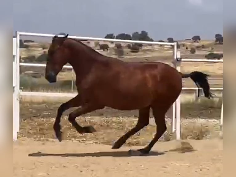 PRE Caballo castrado 2 años 160 cm Castaño claro in Navalvillar De Pela