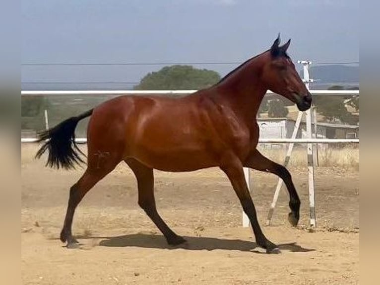 PRE Caballo castrado 2 años 160 cm Castaño claro in Navalvillar De Pela