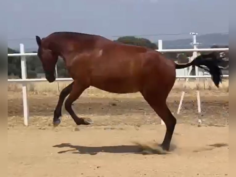PRE Caballo castrado 2 años 160 cm Castaño claro in Navalvillar De Pela