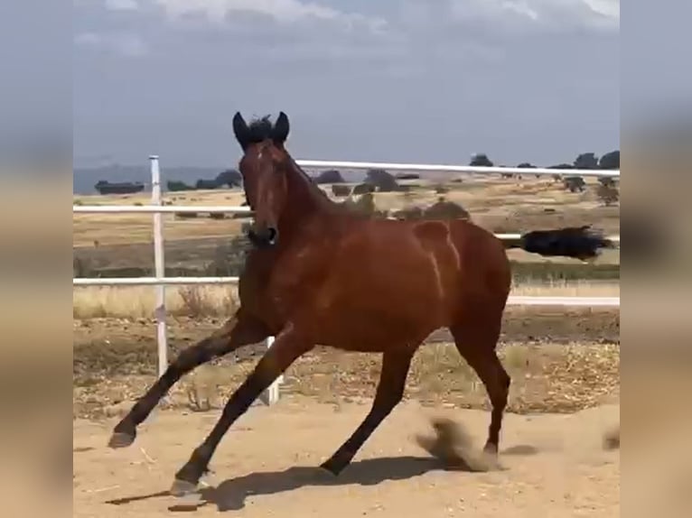 PRE Caballo castrado 2 años 160 cm Castaño claro in Navalvillar De Pela