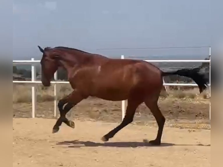 PRE Caballo castrado 2 años 160 cm Castaño claro in Navalvillar De Pela
