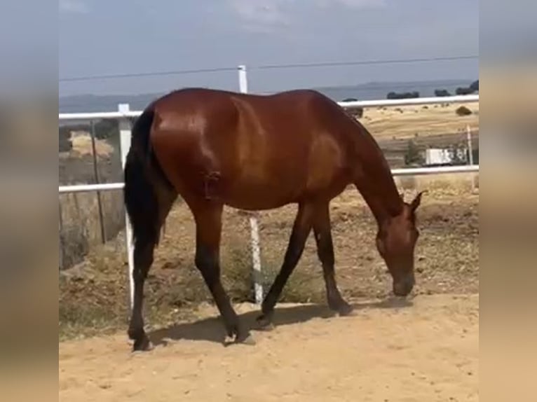 PRE Caballo castrado 2 años 160 cm Castaño claro in Navalvillar De Pela