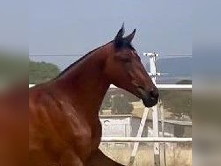PRE Caballo castrado 2 años 160 cm Castaño claro in Navalvillar De Pela