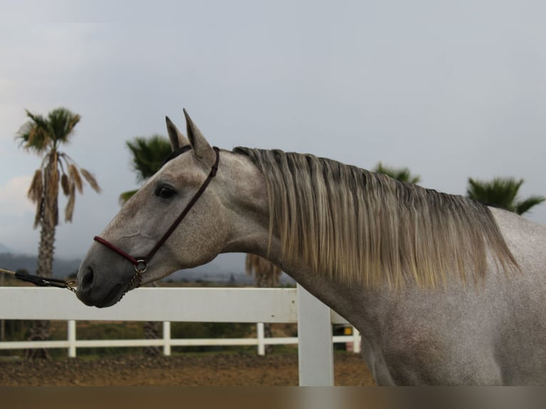 PRE Mestizo Caballo castrado 2 años 163 cm Tordo in Sentmenat