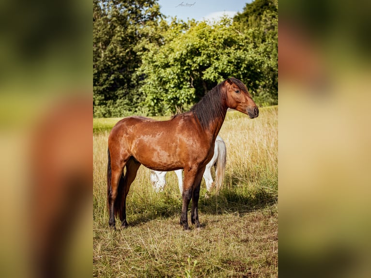 PRE Mestizo Caballo castrado 2 años 165 cm Castaño in Aldingen