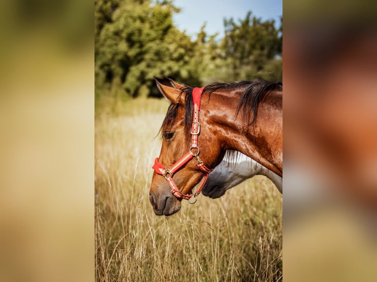 PRE Mestizo Caballo castrado 2 años 165 cm Castaño in Aldingen