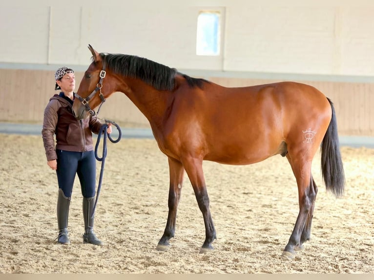 PRE Mestizo Caballo castrado 2 años 165 cm Castaño in Warendorf