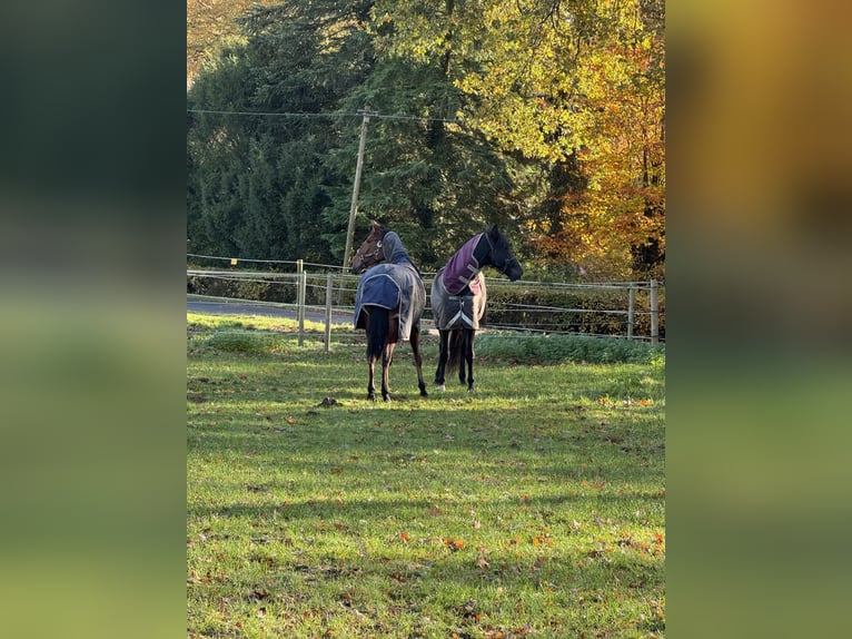 PRE Mestizo Caballo castrado 2 años 165 cm Castaño in Warendorf