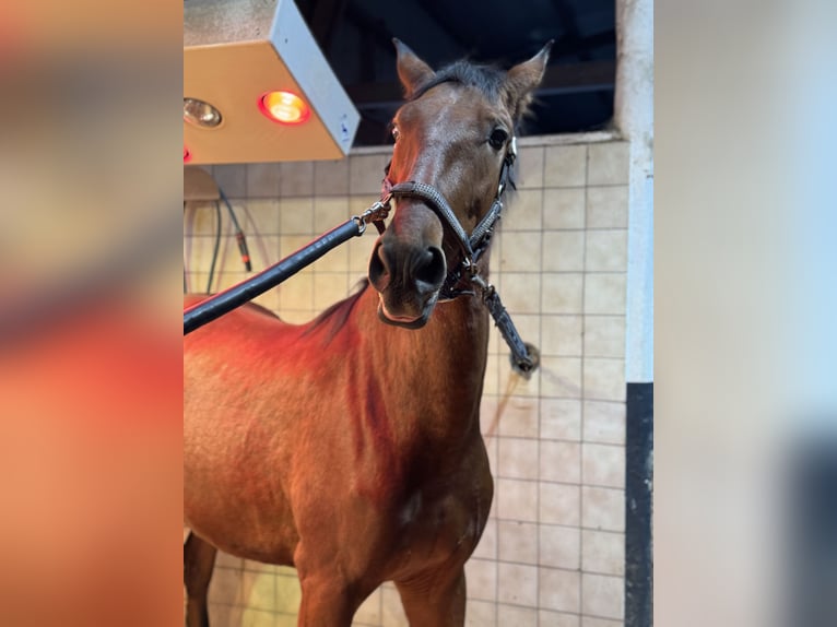 PRE Mestizo Caballo castrado 2 años 165 cm Castaño in Warendorf