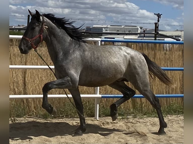 PRE Mestizo Caballo castrado 2 años 165 cm Tordo in Fuentes De Andalucia