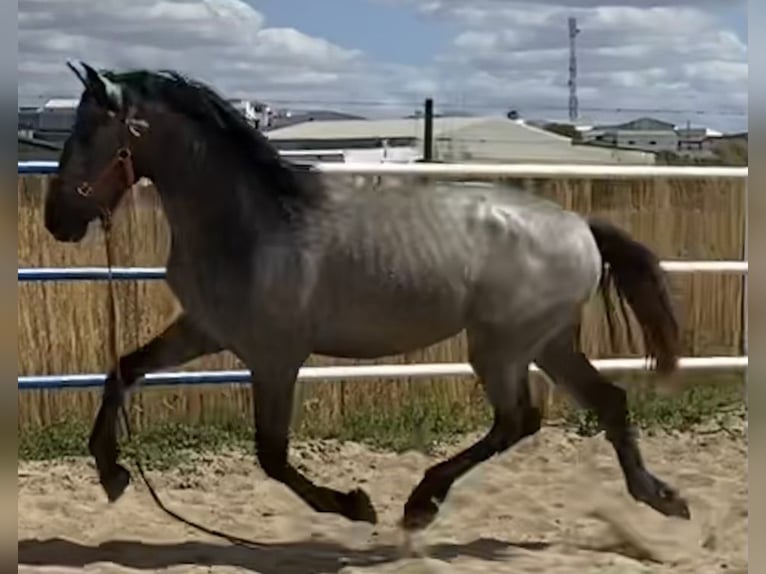 PRE Mestizo Caballo castrado 2 años 165 cm Tordo in Fuentes De Andalucia