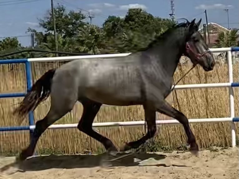 PRE Mestizo Caballo castrado 2 años 165 cm Tordo in Fuentes De Andalucia