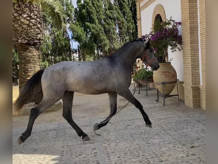 PRE Mestizo Caballo castrado 2 años 165 cm Tordo in Fuentes De Andalucia